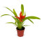 Guzmania für Pflanzvitrinen und Terrarien verschiedene Sorten