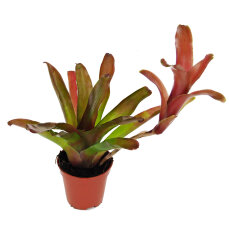 Neoregelia -Trichterpflanzen für Feuchtterrarien und Paludarien