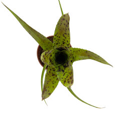 Neoregelia -Trichterpflanzen für Feuchtterrarien und...
