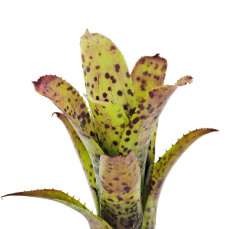 Neoregelia -Trichterpflanzen für Feuchtterrarien und Paludarien