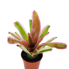 Neoregelia -Trichterpflanzen für Feuchtterrarien und Paludarien