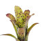 Neoregelia -Trichterpflanzen für Feuchtterrarien und Paludarien