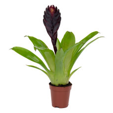 Vriesea, das flammende Schwert, verschiedene Farben und Formen