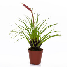 Vriesea, das flammende Schwert, verschiedene Farben und Formen
