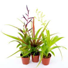 Bromelia Mix aus 3 verschiedenen Sorten