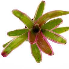 Bromelia Mix aus 3 verschiedenen Sorten