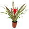 Bromelia Mix aus 3 verschiedenen Sorten