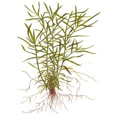 Heteranthera zosterifolia 096TC algenfreie Laborpflanze
