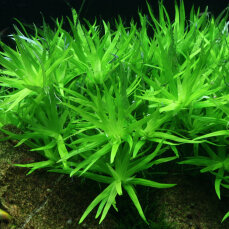 Heteranthera zosterifolia 096TC algenfreie Laborpflanze