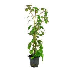 Ludwigia sp. Mesacana, sehr bunte Aquarienpflanze