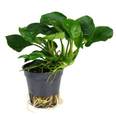 Anubias Barteri sp. coin leaf, sehr pflegeleichte...