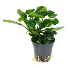 Anubias Barteri sp. coin leaf, sehr pflegeleichte...