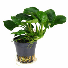 Anubias Bateri sp. coin leaf