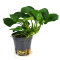 Anubias Barteri sp. coin leaf, sehr pflegeleichte Aquariumpflanze