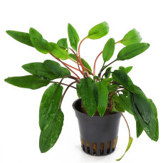 Cryptocoryne beckettii viridifolia,...