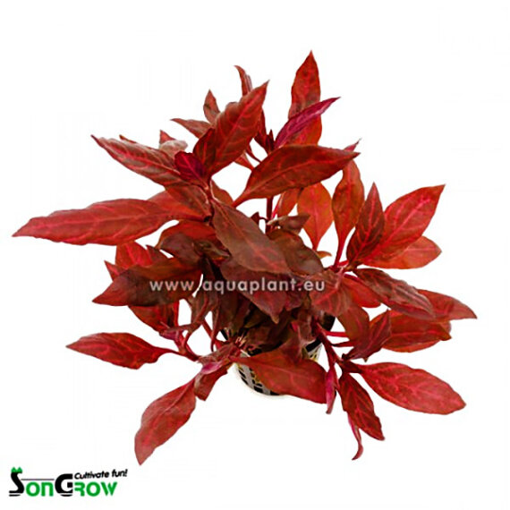Alternanthera Reineckii Rosanervig Wunderschone Kulturform