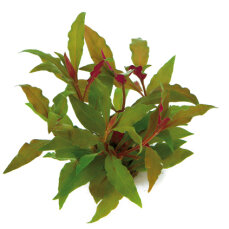 Alternanthera reineckii Cardinalis - Rotes Papageienblatt