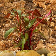 Rotes Papageienblatt - Alternanthera reineckii Cardinalis...