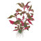 Alternanthera reineckii Cardinalis - Rotes Papageienblatt