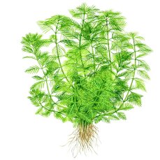 Myriophyllum mattogrossense, Mato-Grosso-Tausendblatt getopft