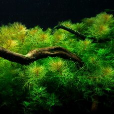 Myriophyllum mattogrossense, Mato-Grosso-Tausendblatt getopft