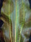 Echinodorus Reni Sortenzucht von Tropica