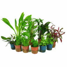 Pflanzenbox M - 10 Töpfe ausgesucht schöne Aquarienpflanzen
