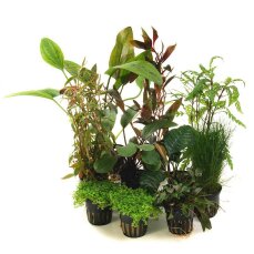 Pflanzenbox M - 10 Töpfe ausgesucht schöne Aquarienpflanzen