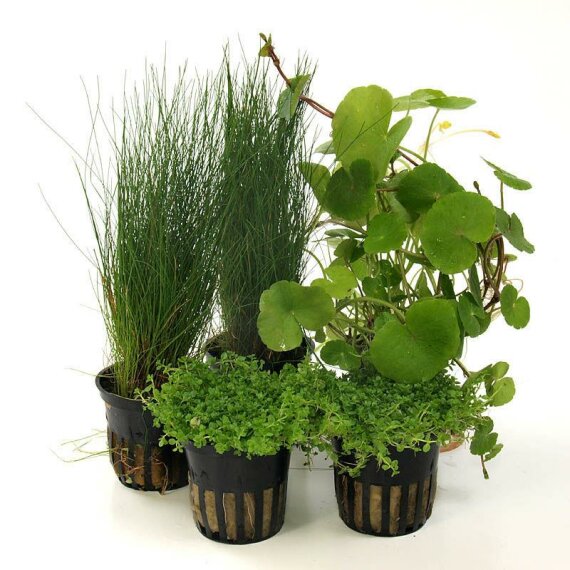 Pflanzenbox S - 5 robuste Aquarienpflanzen für Sparfüchse