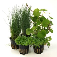 Pflanzenbox S - 5 robuste Aquarienpflanzen für...