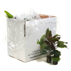 Pflanzenbox L - 15 hochwertige Aquarienpflanzen