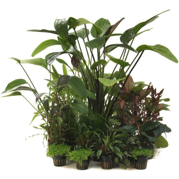 Pflanzenbox XL - 22 Töpfe  Aquarienpflanzen + Mutterpflanze