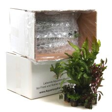Pflanzenbox XL - 22 Töpfe  Aquarienpflanzen + Mutterpflanze