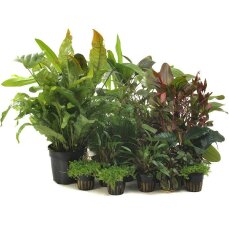 Pflanzenbox XL - 22 Töpfe  Aquarienpflanzen +...