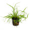 Juncus repens, Kriechende Binse
