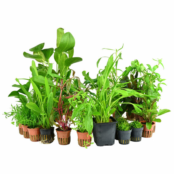 Pflanzenbox XXL - 25 Töpfe  Aquarienpflanzen + 2 Mutterpflanzen