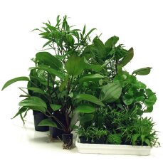 Pflanzenbox XXL - 25 Töpfe  Aquarienpflanzen + 2 Mutterpflanzen