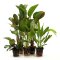 Echinodorus-Set 5 kräftige bewurzelte Aquarienpflanzen