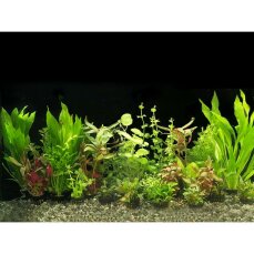 Aquarienpflanzensortiment für ein Aquarium von 100-120 cm