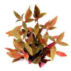 Alternanthera reineckii Red Ruby von Dennerle  im Topf