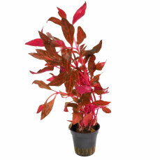 Alternanthera reineckii Red Ruby von Dennerle  im Topf