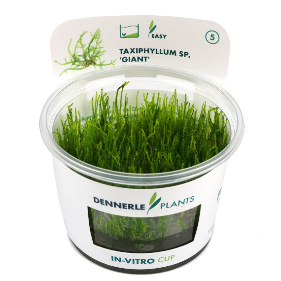 Taxiphyllum spec. Giant CUP Dennerle