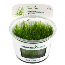 Taxiphyllum spec.  ´Giant ´ In-Vitro