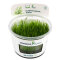 Taxiphyllum spec. Giant CUP Dennerle
