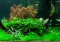 Aquarium Pflanzenset für 300 Liter - Layout 95 von Tropica