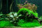 Aquarium Pflanzenset für 300 Liter - Layout 95 von Tropica