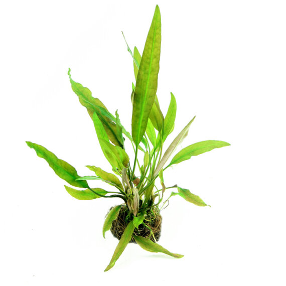 genoppter Wasserkelch - Cryptocoryne usteriana Dennerle Meristem