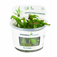 genoppter Wasserkelch - Cryptocoryne usteriana Dennerle Meristem