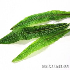 genoppter Wasserkelch - Cryptocoryne usteriana Dennerle Meristem