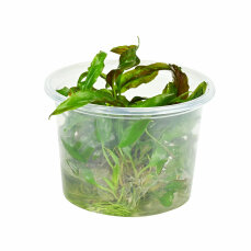 genoppter Wasserkelch - Cryptocoryne usteriana Dennerle Meristem